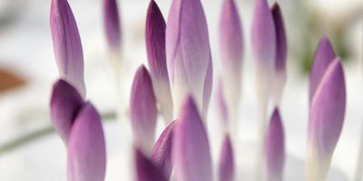 Пионы: красота и аромат в вашем саду!