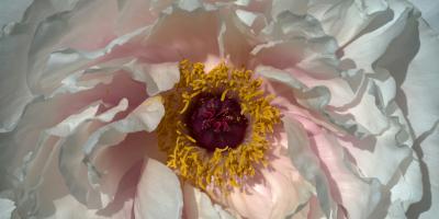 Подарите себе красоту с пионами!