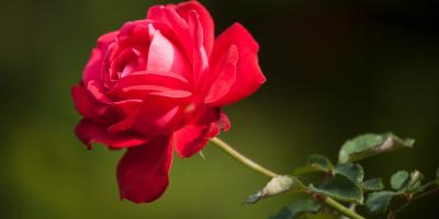 Пионы по выгодным ценам!