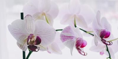 Пионы - королевы сада!