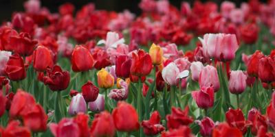 Пионы - цветы, которые заставят вас влюбиться!