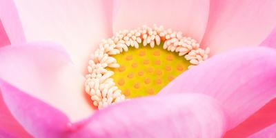 Пионы по выгодным ценам!