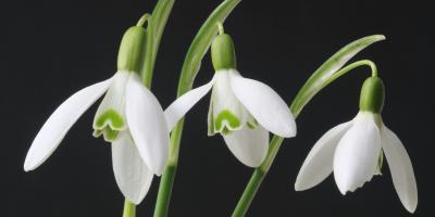 Роскошные пионы для вашего сада!