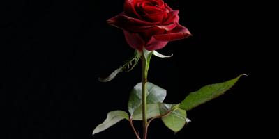 Пионы по выгодным ценам!