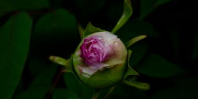 Цветы для любого повода: от романтического свидания до юбилея!