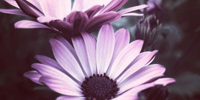 Быстрая и надёжная доставка цветов по городу!