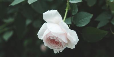 Цветы с доставкой: красота и свежесть в каждый дом!