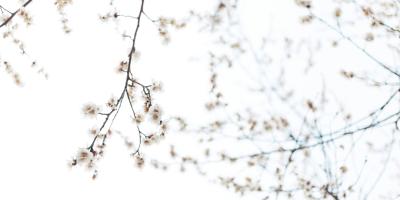 Быстрая и надёжная доставка цветов - ваш лучший выбор!