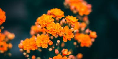 Доставка цветов: красота и радость в каждый дом!