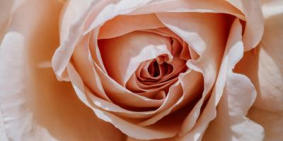 Эксклюзивные цветочные композиции от профессионалов