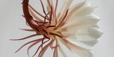 Пост-объявление Весеннее настроение: цветочные композиции для вашего дома!: