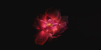 Эксклюзивные цветочные композиции от профессионалов