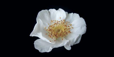 Цветочные композиции на любой вкус