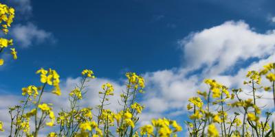Уникальные цветочные композиции для особых случаев