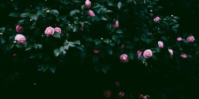 Цветочные композиции для дома и офиса