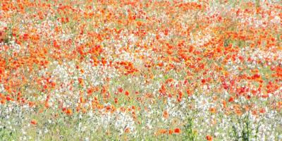 Цветы, которые расскажут о ваших чувствах!