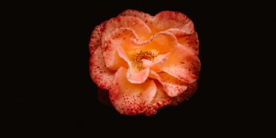 Уход за цветами: советы и рекомендации!