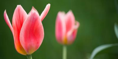 Цветы с доставкой на дом!