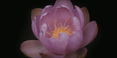 Эксклюзивные цветочные композиции: подарите себе красоту!