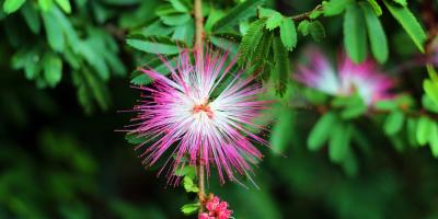 Цветы с доставкой на дом!