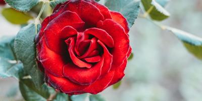 Букет для любого случая!