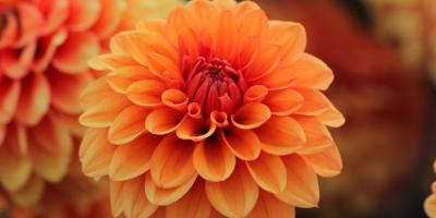 Создайте атмосферу праздника с нашими букетами!