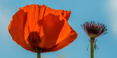 Эксклюзивные букеты от профессионалов!