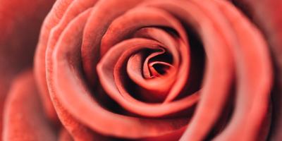 Цветы с доставкой на дом