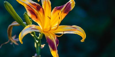 Оформление цветов: превращаем букет в шедевр!