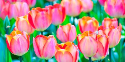 Эксклюзивные букеты от профессионалов!