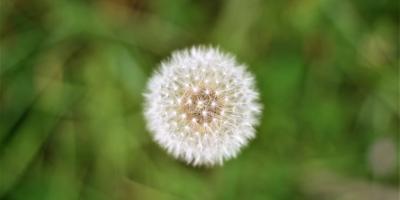 Уход за комнатными растениями