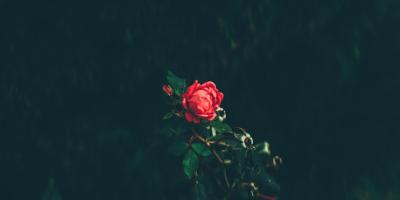 Оформление свадеб и других торжеств