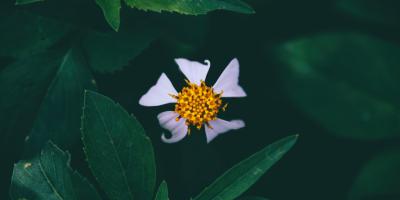 Оформление цветов: красота, которая радует глаз