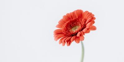 Оформление цветов: превращаем букет в шедевр!